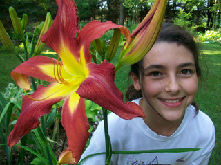 Hemerocalis <br>DAYLILY PREMIUM HYBRIDIZER MIX