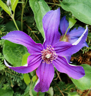 Clematis integrifolia <br>BUSH CLEMATIS, NODDING