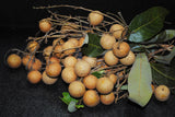 LONGAN FRUIT Dimocarpus longan