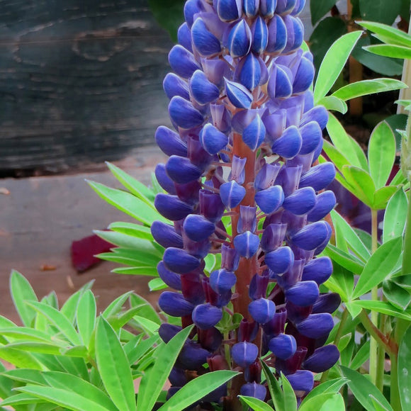 BLUE LUPIN 'Gallery Blue' Lupinus perennis – Ferri Seeds