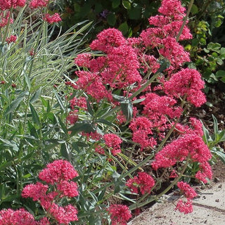 RED VALERIAN 'Pretty Betsy' Centranthus ruber var. coccineus