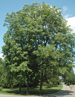 HARDY PECAN, COMMERCIALLY GROWN VARIETY <br>Carya Illinoinensis
