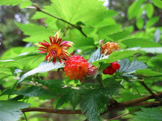 SALMONBERRY RUSSIAN RASPBERRY <br>Rubus spectabilis