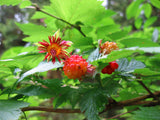 SALMONBERRY RUSSIAN RASPBERRY Rubus spectabilis