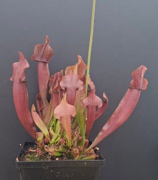 Sarracenia Purpurea 'Maroon' <br>PITCHER PLANT 'MAROON'