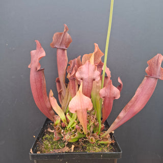 Sarracenia Purpurea 'Maroon' <br>PITCHER PLANT 'MAROON'