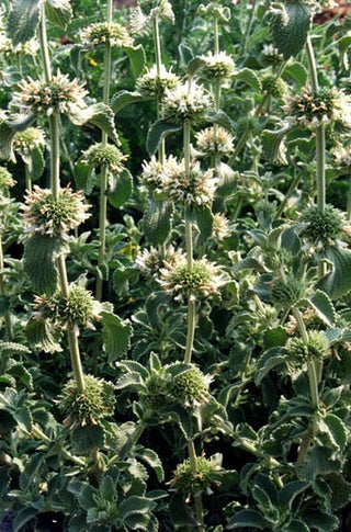 Marrubium incanum <br>HOREHOUND