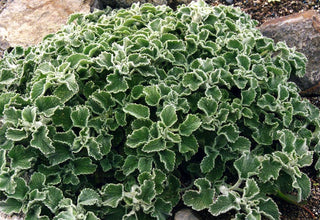 Marrubium incanum <br>HOREHOUND