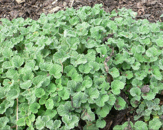 horehound