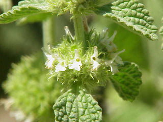 Marrubium vulgare <br>WHITE HOREHOUND
