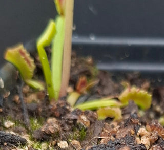 Dionaea muscipula <br>VENUS FLYTRAP 'MARS' x OP