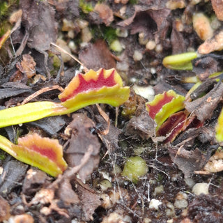 Dionaea muscipula <br>VENUS FLYTRAP 'MARS' x OP