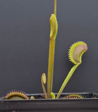 Dionaea muscipula <br>VENUS FLYTRAP 'MARTHAS LIPS' x OP