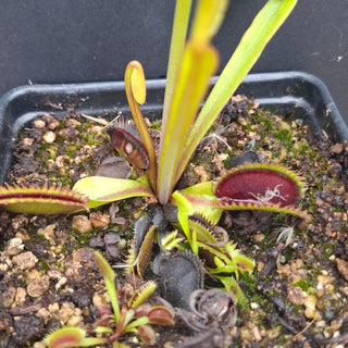Dionaea muscipula <br>VENUS FLYTRAP 'MARTHAS LIPS' x OP