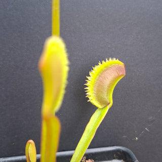 Dionaea muscipula <br>VENUS FLYTRAP 'MARTHAS LIPS' x OP