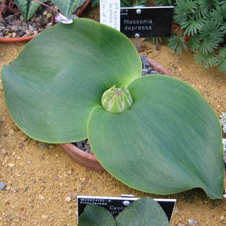 Massonia depressa <br>HEDGEHOG LILY