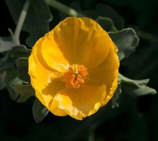 Meconopsis paniculata <br>YELLOW HIMALAYAN POPPY