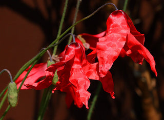 Meconopsis punicea <br>SICHUAN SILK POPPY, RED HIMALAYAN POPPY