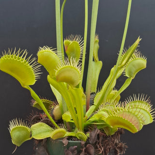 Dionaea muscipula <br>VENUS FLYTRAP 'MEGATRAPS' x OP