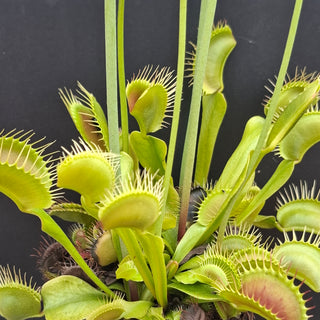 Dionaea muscipula <br>VENUS FLYTRAP 'MEGATRAPS' x OP