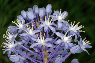 Merwilla plumbea <br>WILD BLUE SQUILL