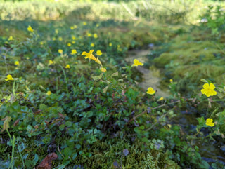 Mimulus minimus, Erythranthe minima <br>MICHIGAN MONKEY FLOWER