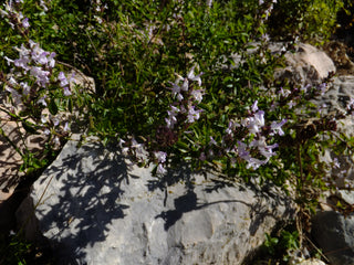 Micromeria thymifolia, Clinopodium thymifolia <br>MOUNTAIN MINT