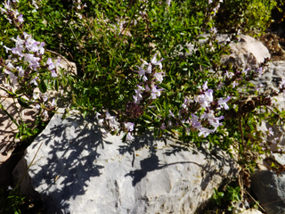 Micromeria thymifolia, Clinopodium thymifolia <br>MOUNTAIN MINT