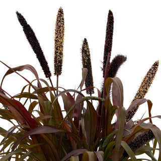 Pennisetum glaucum <br>FOUNTAIN GRASS INKY MILLET