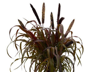 Pennisetum glaucum <br>FOUNTAIN GRASS INKY MILLET