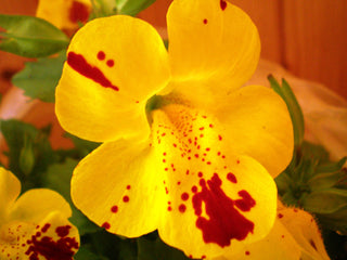 Erythranthe lutea, Mimulus luteus <br>YELLOW SPOTTED MONKEY FLOWER