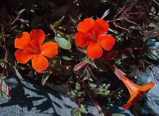 Mimulus cupreus <br>RED MONKEY FLOWER