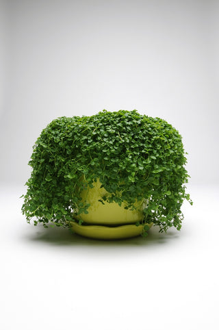 Mentha requienii <br>CORSICAN MINT, MINI MINT