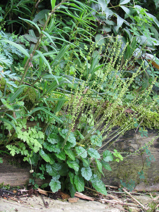 Mitella breweri <br>FEATHERY BISHOP'S CAP