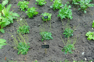 Mitella breweri <br>FEATHERY BISHOP'S CAP