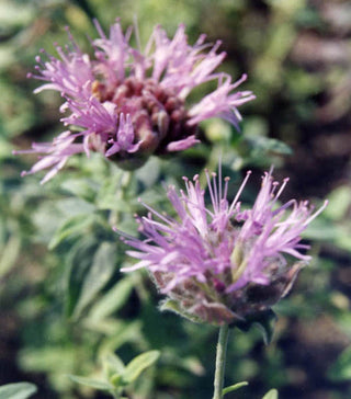 Monardella odoratissima <br>MOUNTAIN PENNYROYAL, COYOTE MINT