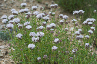 Monardella odoratissima <br>MOUNTAIN PENNYROYAL, COYOTE MINT