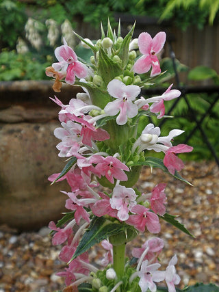 Morina longifolia <br>WHORT FLOWER