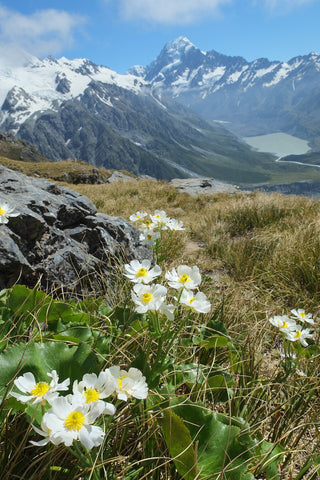 Ranunculus lyallii <br>GIANT BUTTERCUP