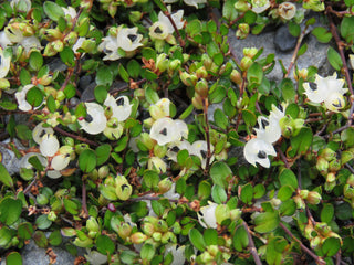 Muehlenbeckia axillaris <br>CREEPING WIRE VINE