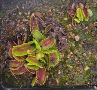 Dionaea muscipula <br>VENUS FLYTRAP 'MUTANT' x OP