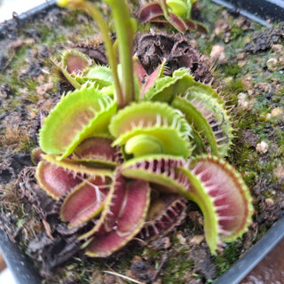 Dionaea muscipula <br>VENUS FLYTRAP 'MUTANT' x OP