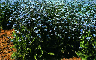 Myosotis alpestris <br>ALPINE BLUE FORGET ME NOT