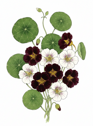 Tropaeolum majus NIGHT AND DAY NASTURTIUM.