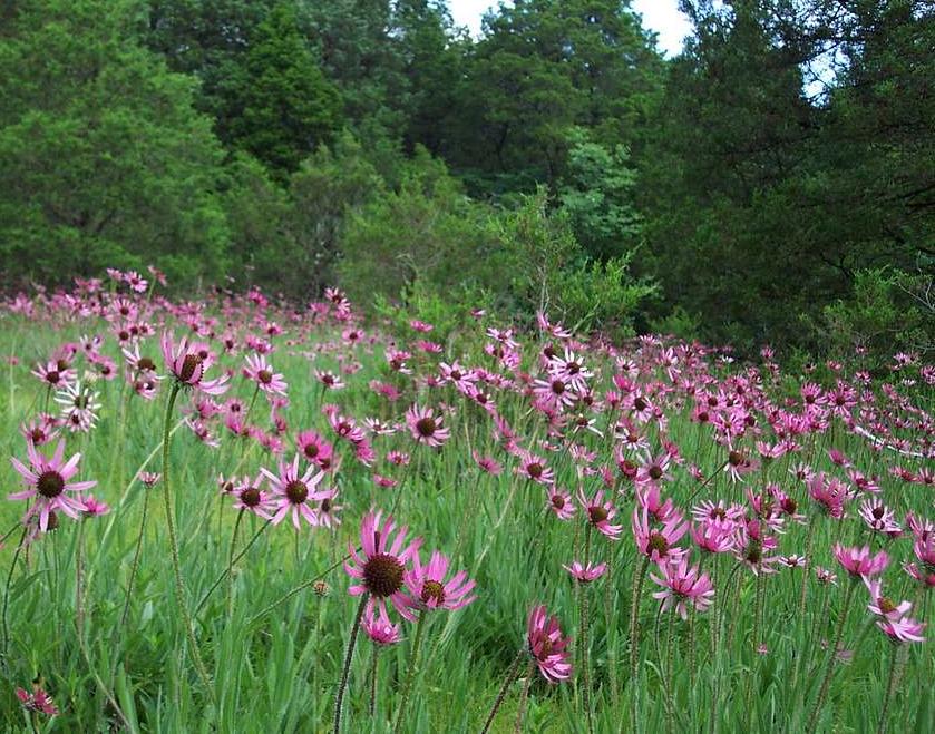 echinacea tennesseensis seeds TENNESSEE CONEFLOWER Echinacea tennesseensis seeds – Ferri Seeds