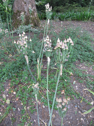 Nectaroscordum siculum, Allium <br>MEDITERRANEAN BELLS, SICILIAN HONEY GARLIC