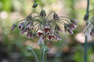 Nectaroscordum siculum, Allium <br>MEDITERRANEAN BELLS, SICILIAN HONEY GARLIC