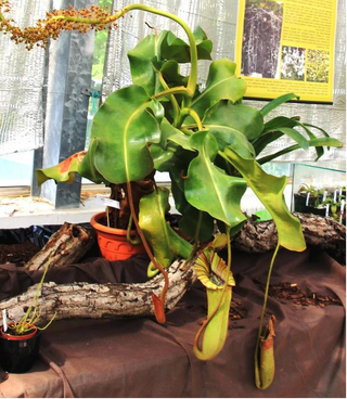 Nepenthes peltata x truncata