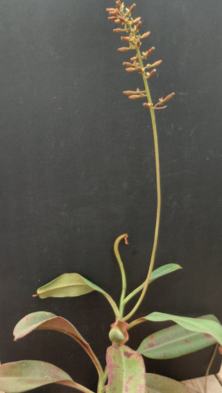 Nepenthes peltata x truncata <br>PITCHER PLANT