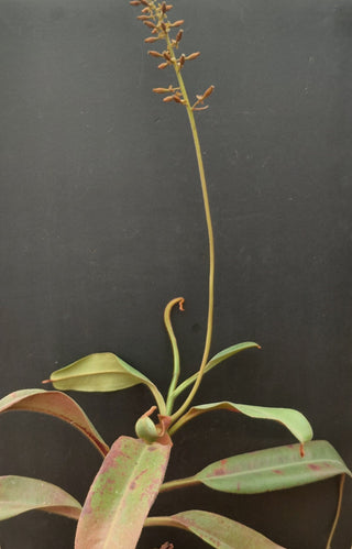 Nepenthes peltata x truncata <br>PITCHER PLANT